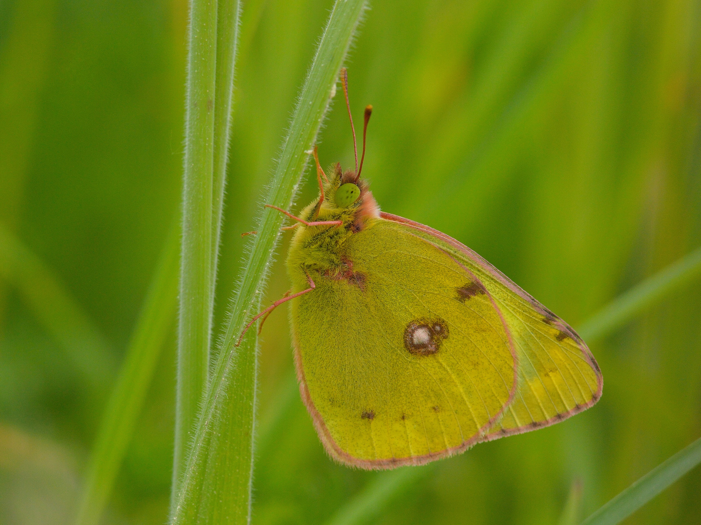 Colias sp.