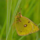 Colias sp.