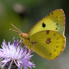 Colias sp., Heufalter