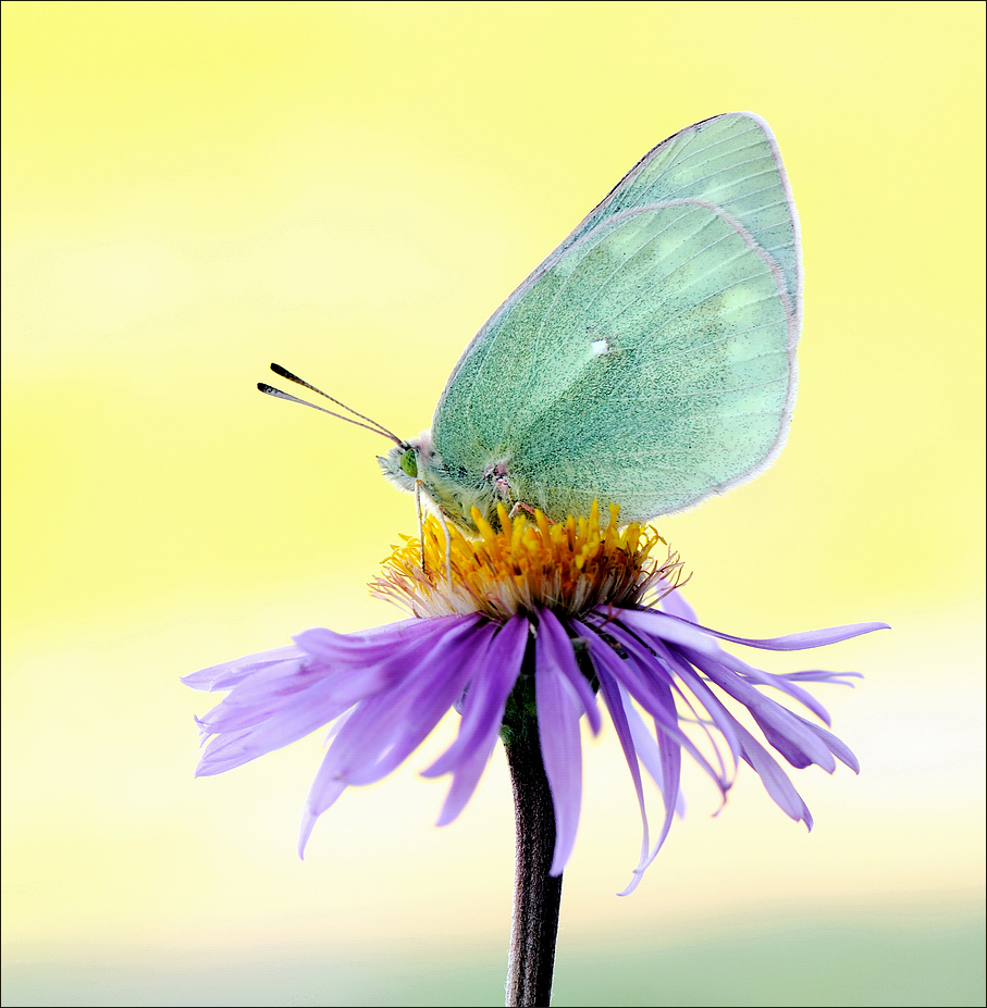 Colias tamerlana mongola