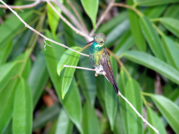 Colibrì