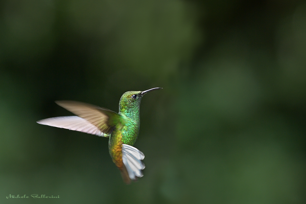 Colibrì