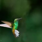 Colibrì