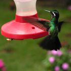 colibrì