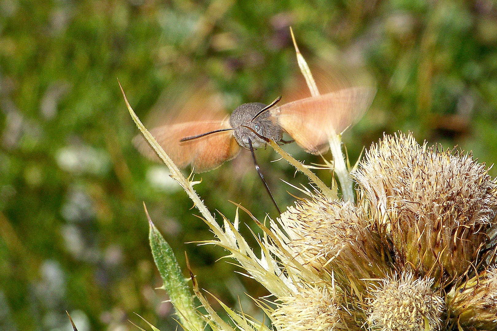 colibrì