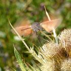 colibrì