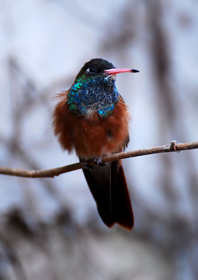 Colibrì