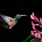 colibrì