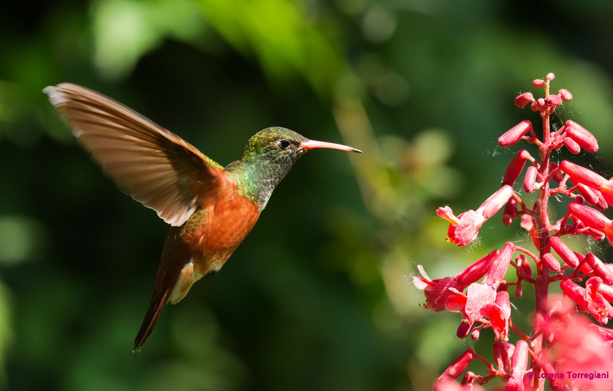 colibrì