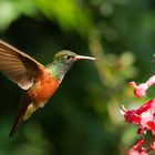 colibrì