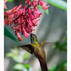 colibrì