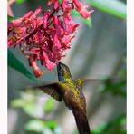 colibrì