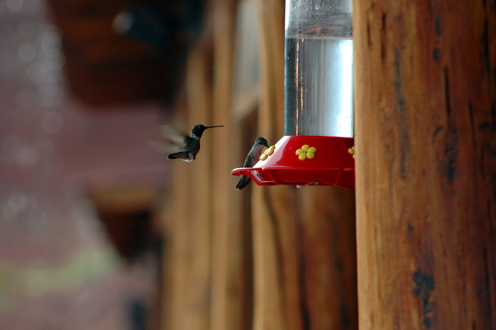 Colibrì