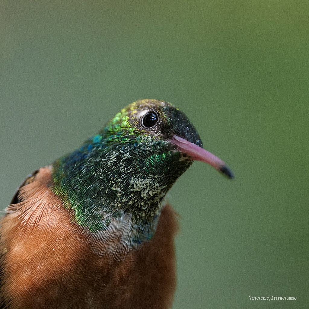 Colibrì