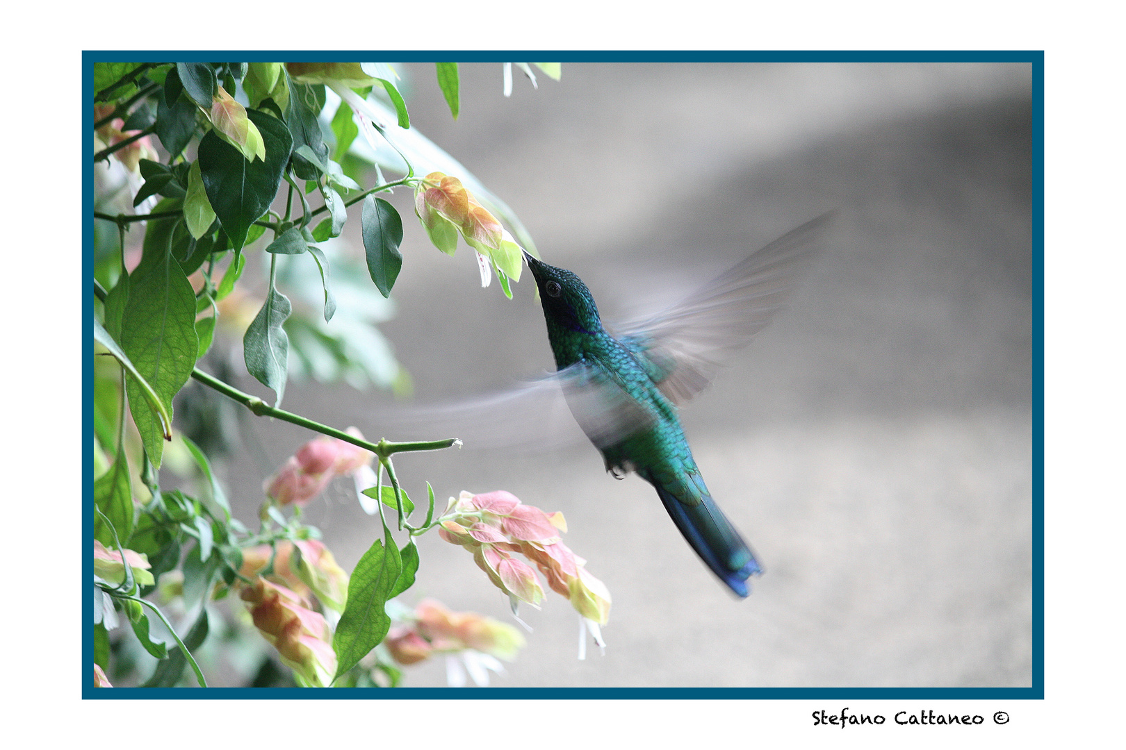 Colibrì