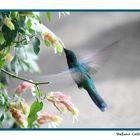 Colibrì