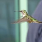 colibrì