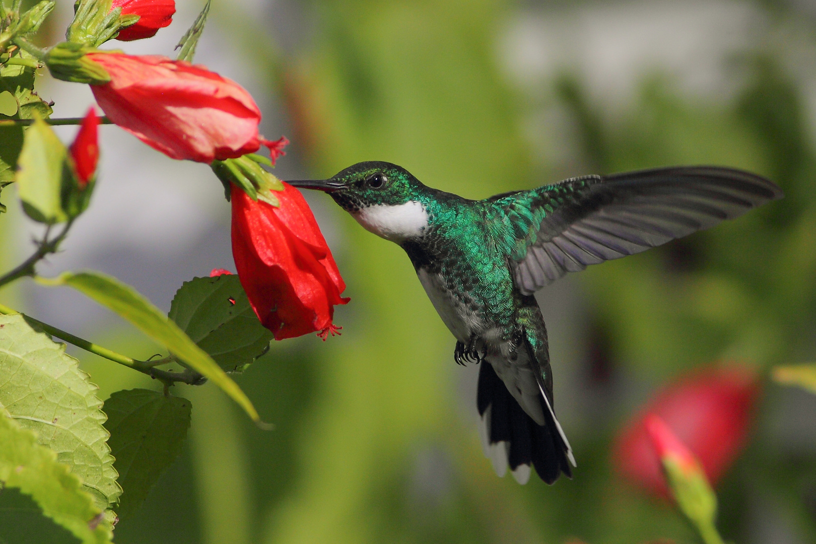 Colibrì golabianca