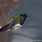 Colibrì in cattività