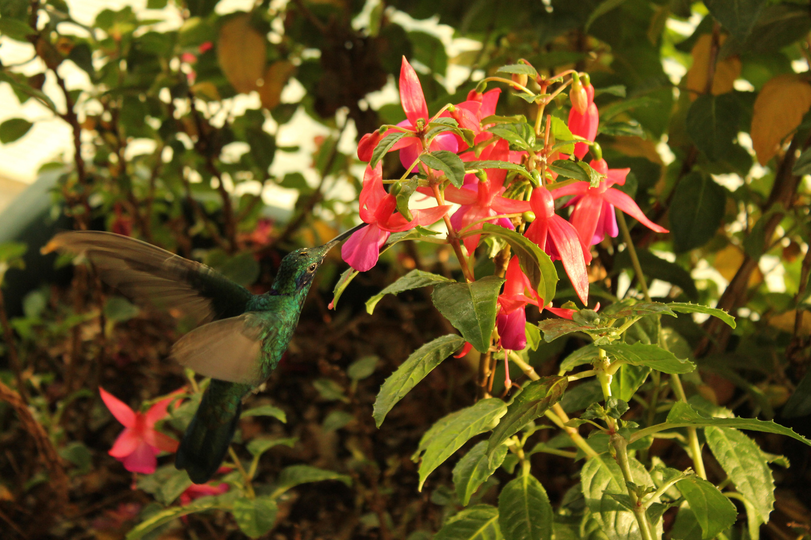 Colibrì in volo