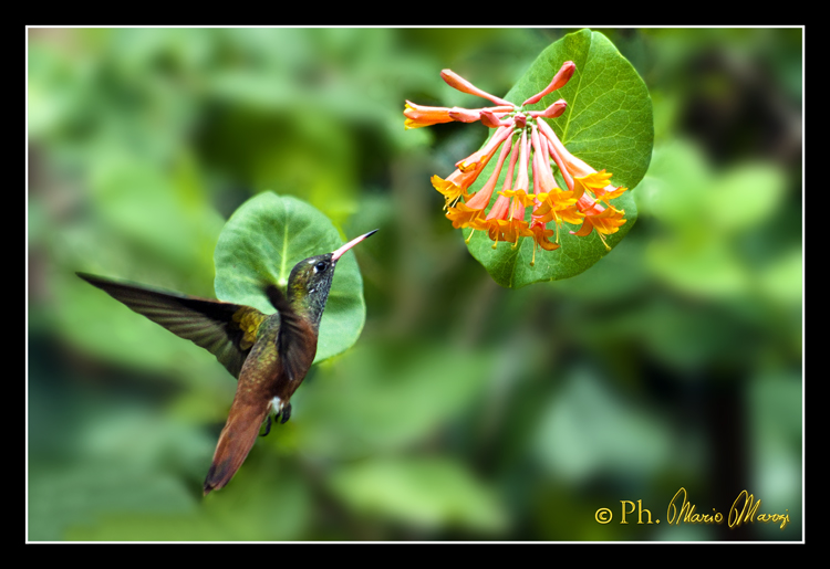 "Colibrì Myrtis fanny"