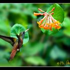 "Colibrì Myrtis fanny"