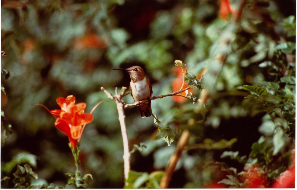 colibrì nel suo habitat