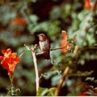 colibrì nel suo habitat