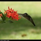 Colibrì on Ibiscus