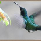 Colibrì2