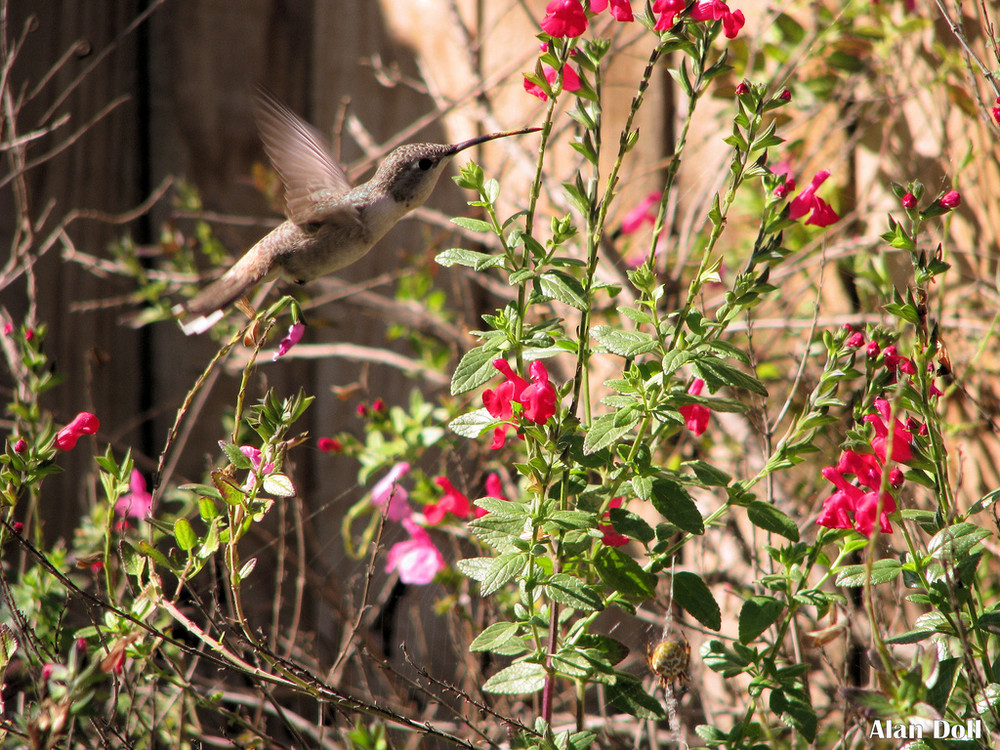 Colibri