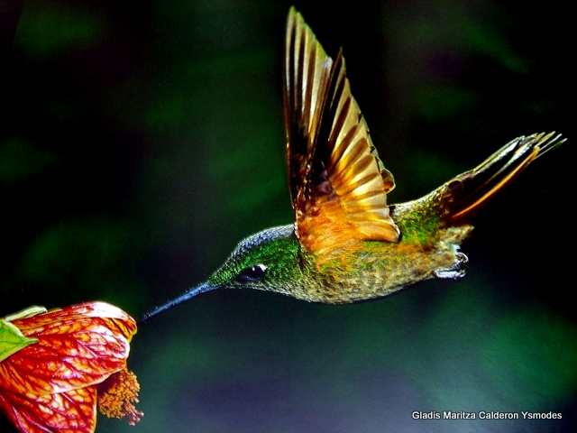 Colibri