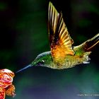 Colibri