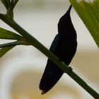 Colibri