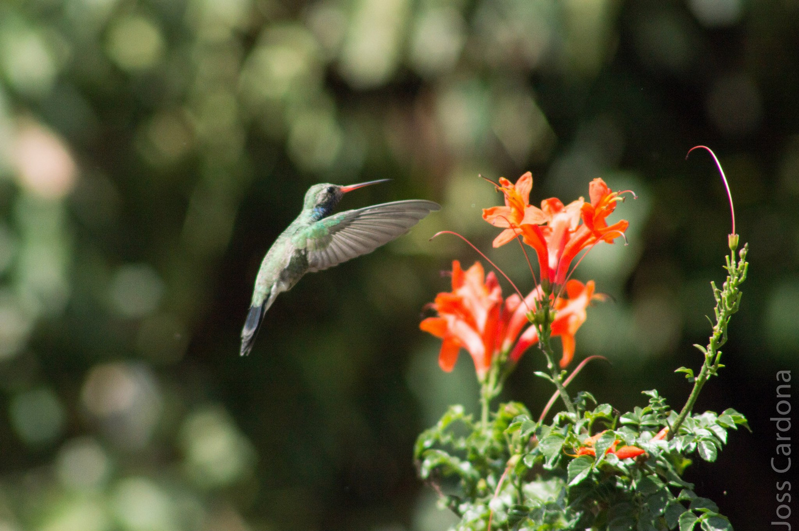 Colibrí