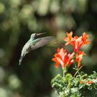 Colibrí