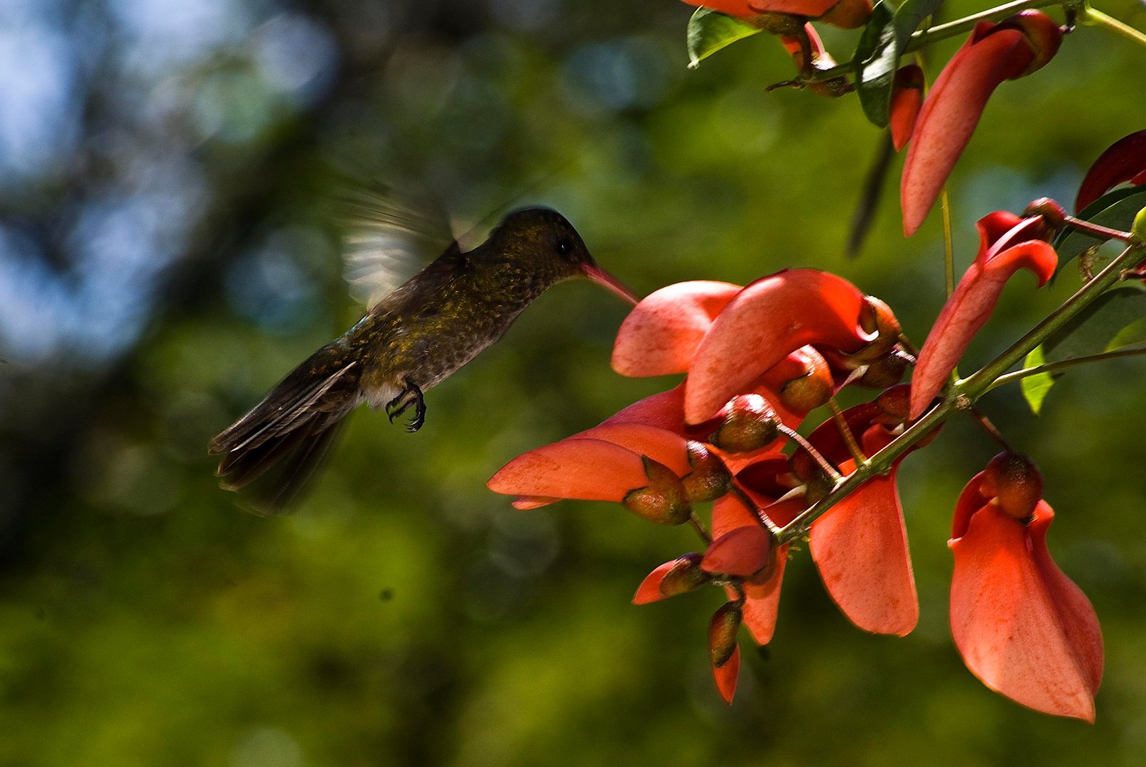 Colibrí