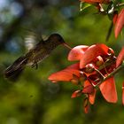 Colibrí