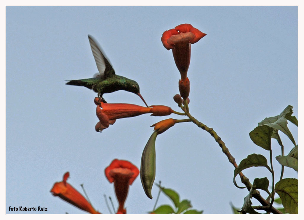 Colibrí