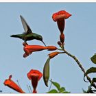 Colibrí