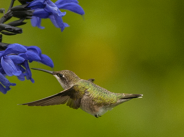 Colibrí 1