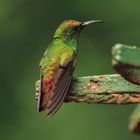 Colibri