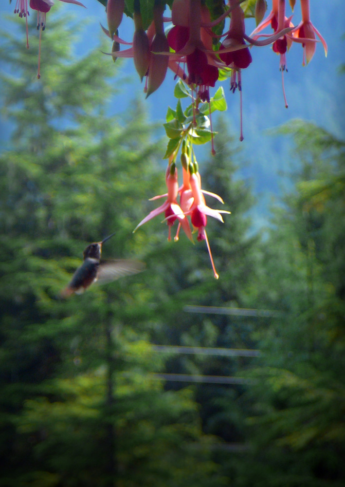 colibri