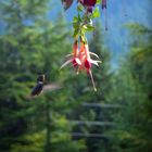 colibri