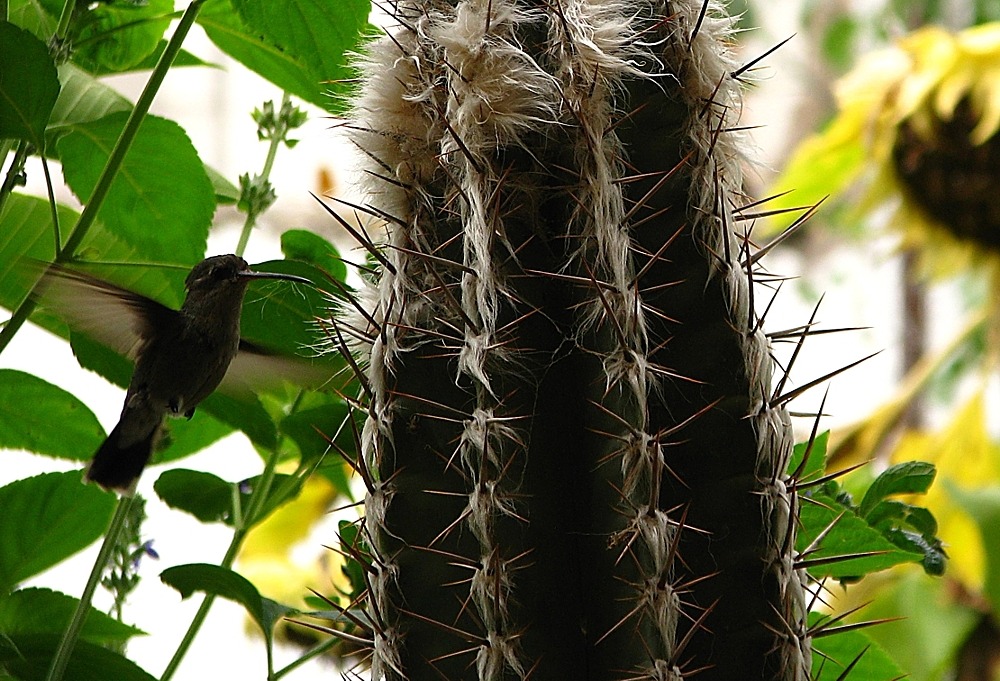 Colibrí