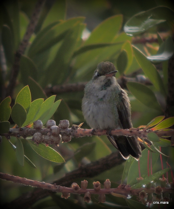 colibri