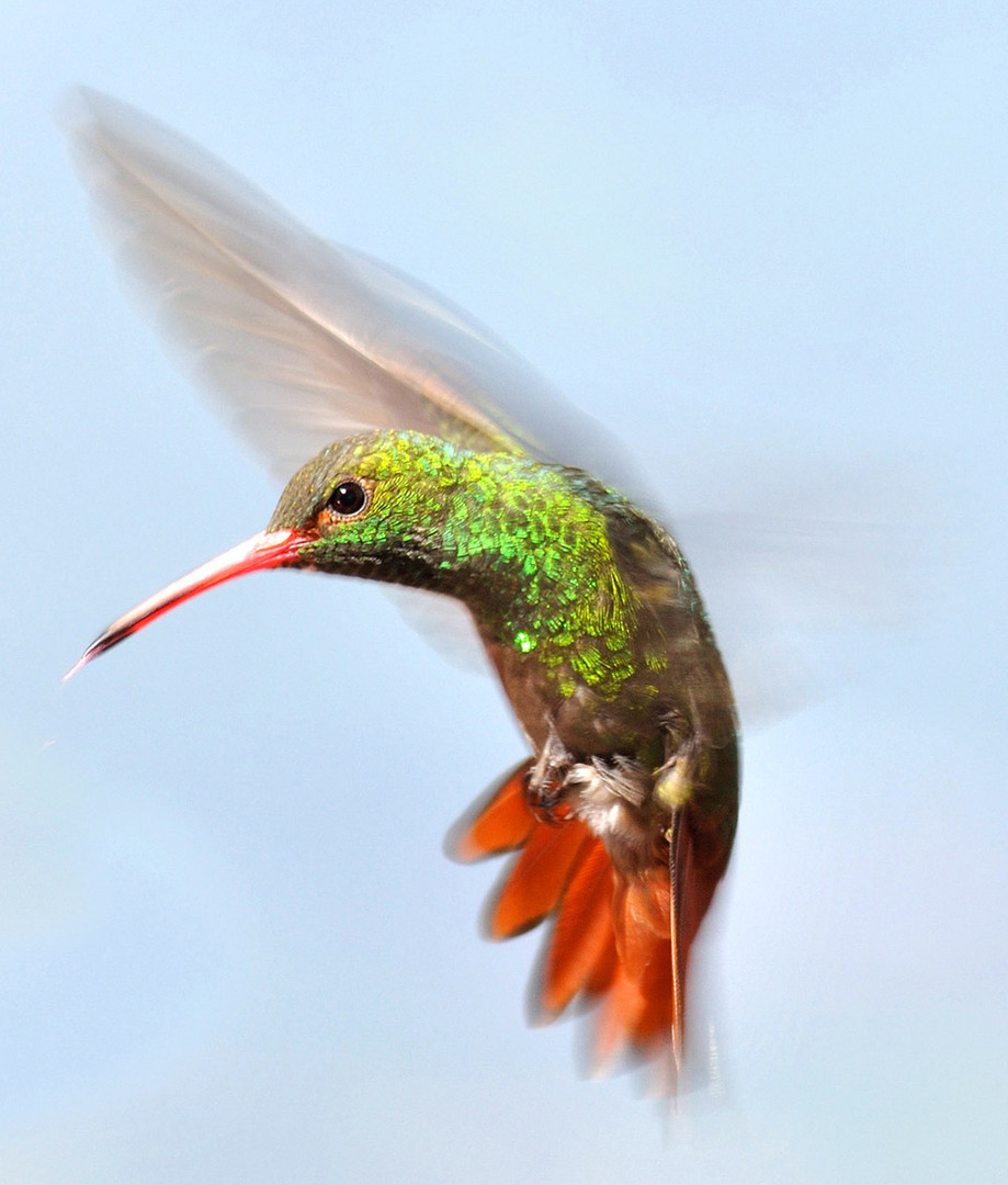 Colibrí 2