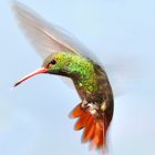 Colibrí 2