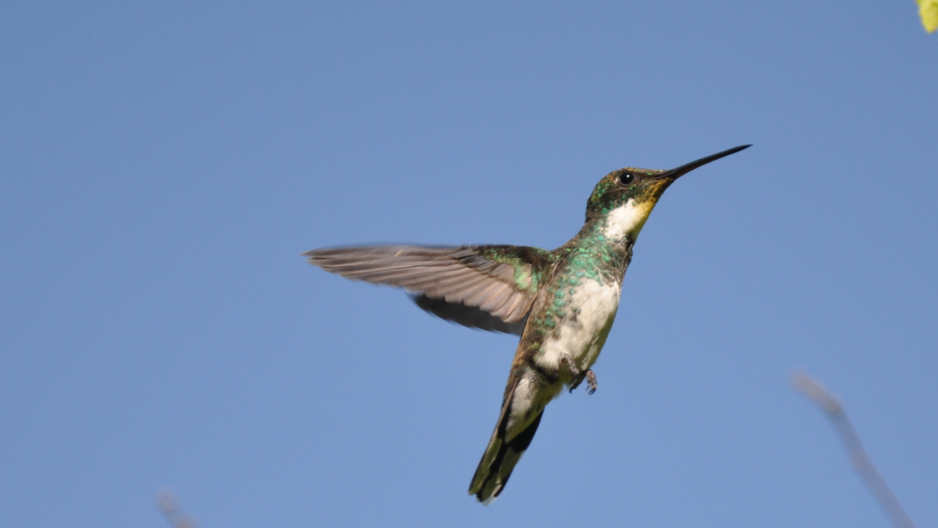 Colibri 2