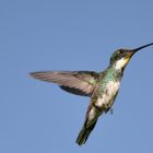 Colibri 2